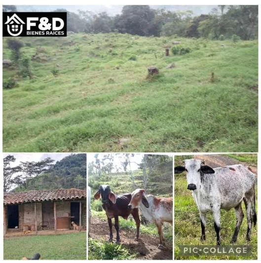 FINCA EN MUNICIPIO BOLÍVAR – LAS DANTAS